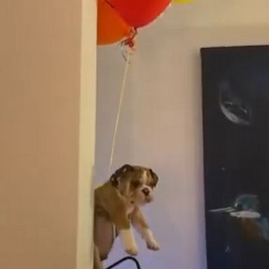 VIDEO: Bulldog puppy is all of us heading into this long weekend