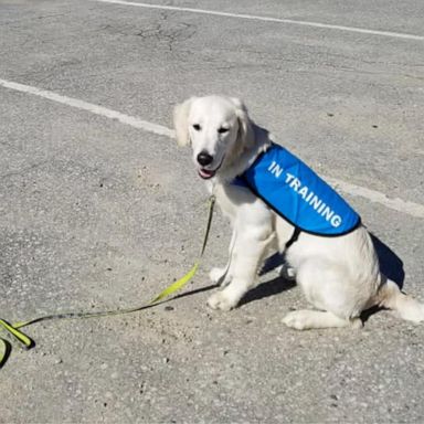 VIDEO: Puppy training goes virtual