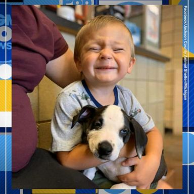 VIDEO: 2-year-old born with cleft lip adopts puppy with cleft lip