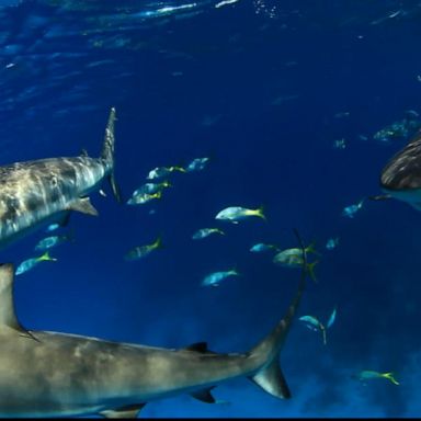 VIDEO: New shark sightings off Cape Cod, experts warn of active fall