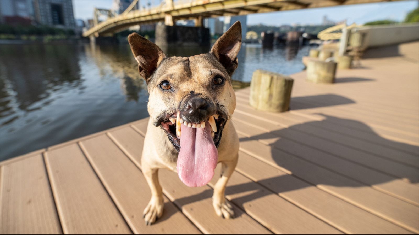 VIDEO: Pitbull rescued from dog fighting ring heals along with his owners