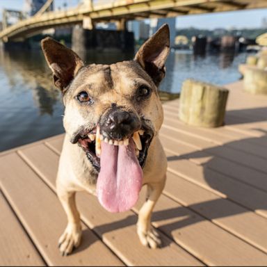 VIDEO: Pitbull rescued from dog fighting ring heals along with his owners 