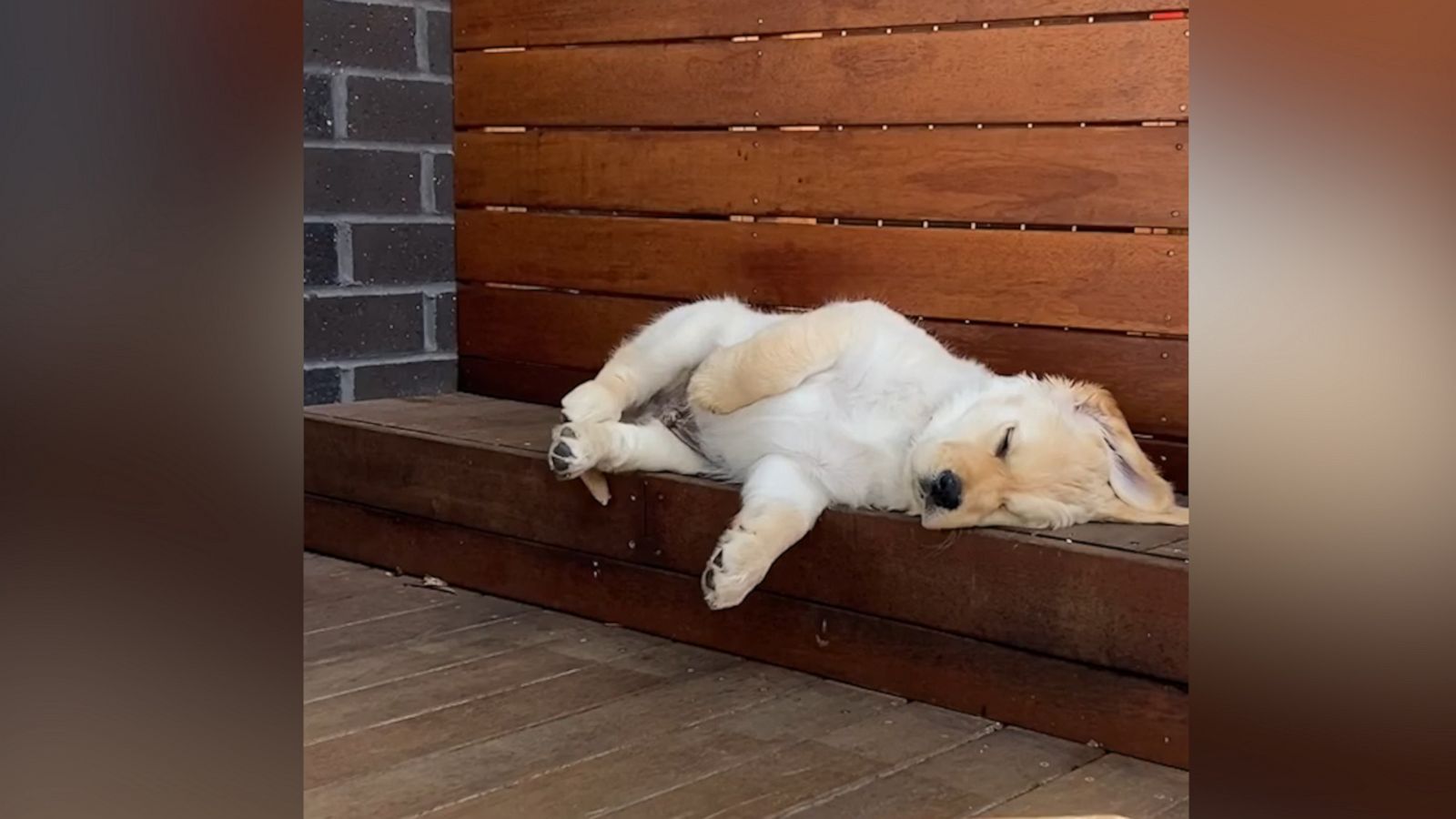 VIDEO: Adorable puppy tries so hard to get comfy for a nap and we can’t stop watching