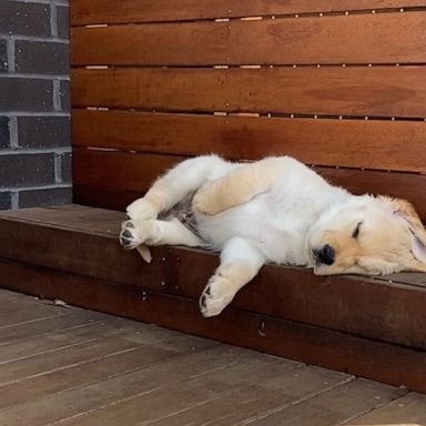 VIDEO: Adorable puppy tries so hard to get comfy for a nap and we can’t stop watching