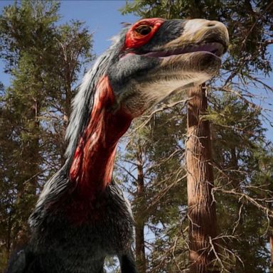 VIDEO: Nat Geo shares what scientists think dinosaurs really looked like