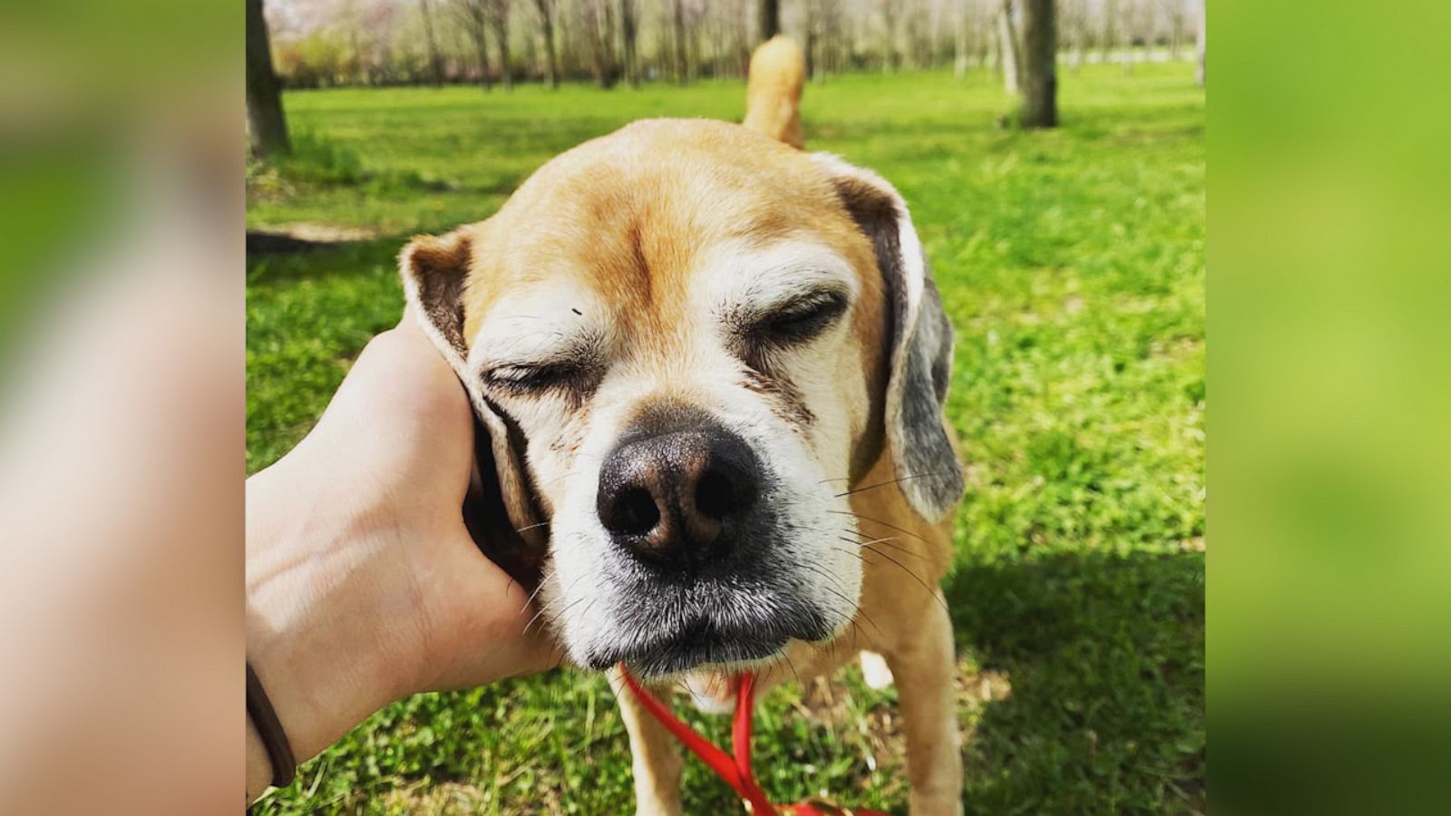 VIDEO: This senior dog sanctuary is total paradise for older pups without homes