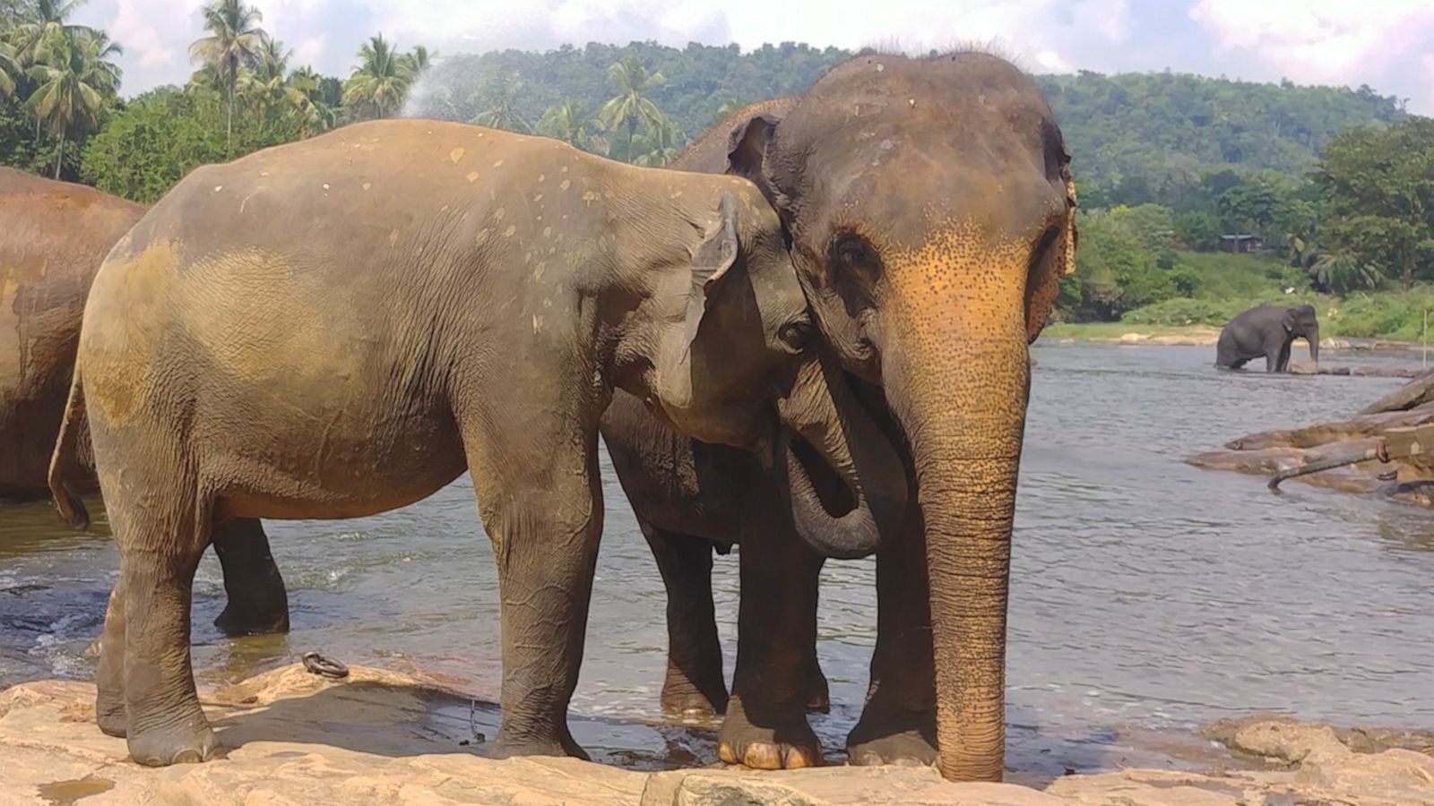 VIDEO: Five ways elephants show us they are brilliant creatures