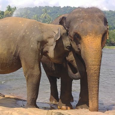 VIDEO: Five ways elephants show us they are brilliant creatures 