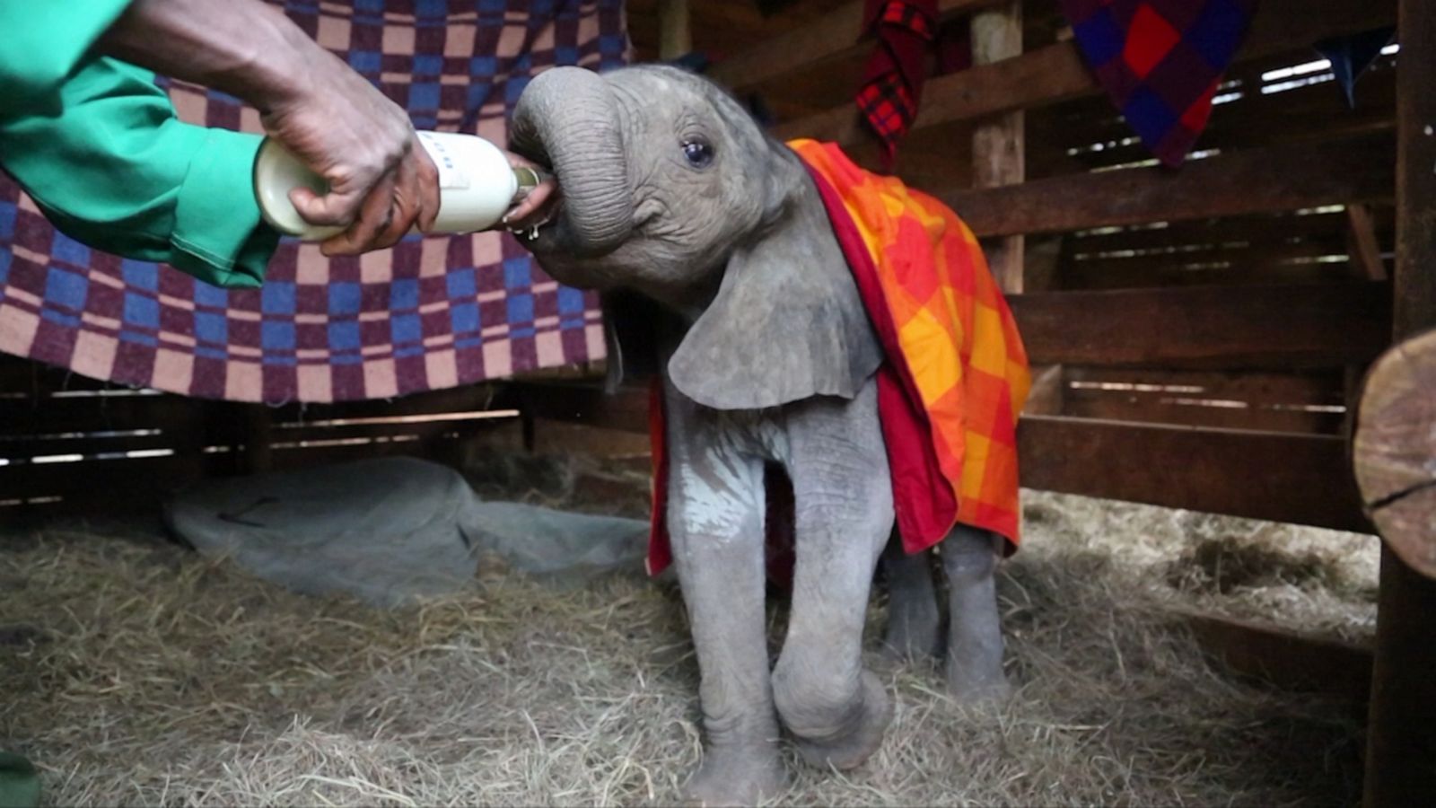 VIDEO: Baby elephant who was rescued from a well is so loved by new elephant family