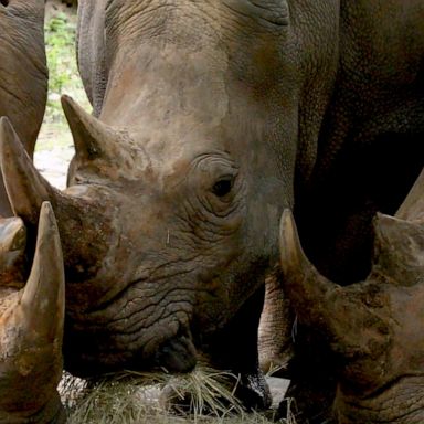 VIDEO: Disney's Animal Kingdom announces 3 rhinos are expecting at park 