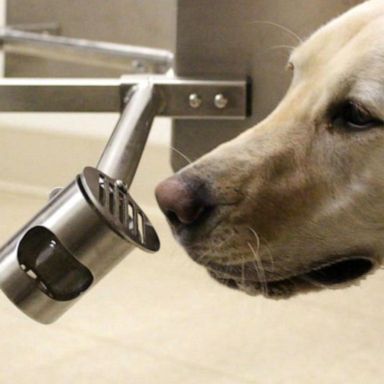 VIDEO: Airports deploy dogs trained to sniff out coronavirus