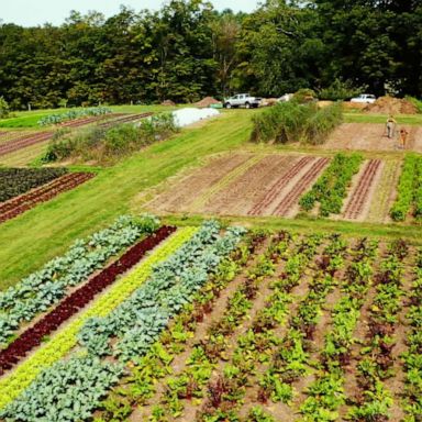 VIDEO: Celebrating America’s small farms for Farm Aid