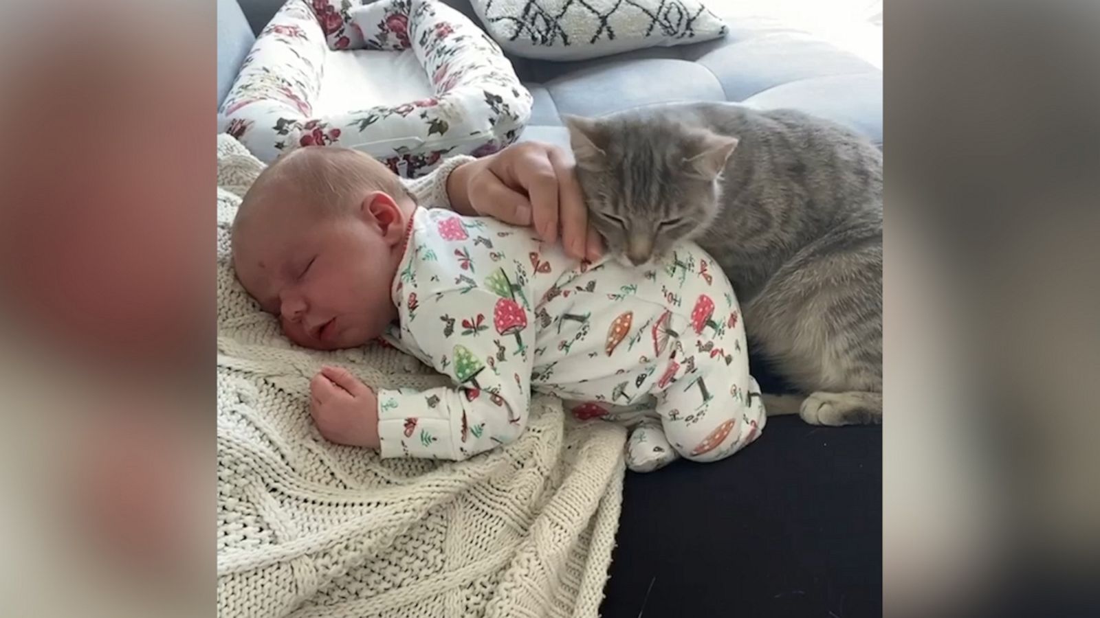 VIDEO: Orphaned cat takes snuggling seriously as the new big sister to her human’s baby