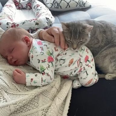 VIDEO: Orphaned cat takes snuggling seriously as the new big sister to her human’s baby