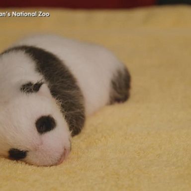 VIDEO: 6-week-old panda cub’s sex reveal