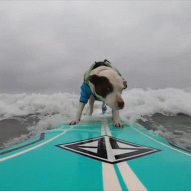 VIDEO: Dogs tandem surf to catch some waves