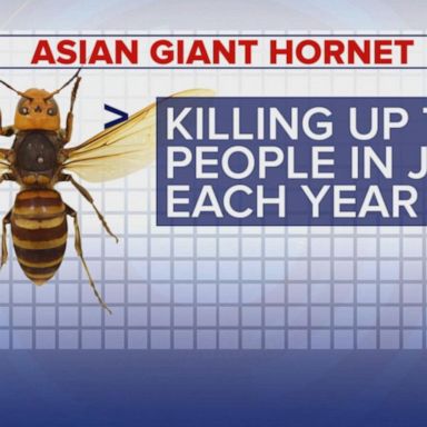 VIDEO: Investigators wipe out Asian giant hornet nest in US