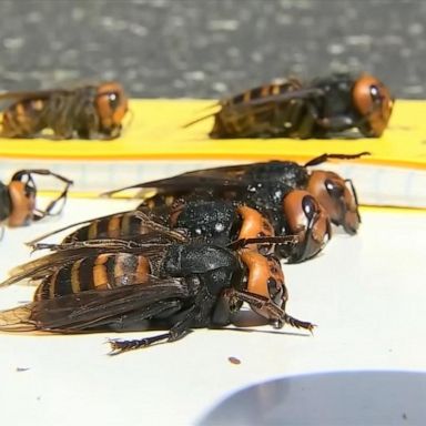 VIDEO: Investigators detail how they tracked down Asian giant hornet nest