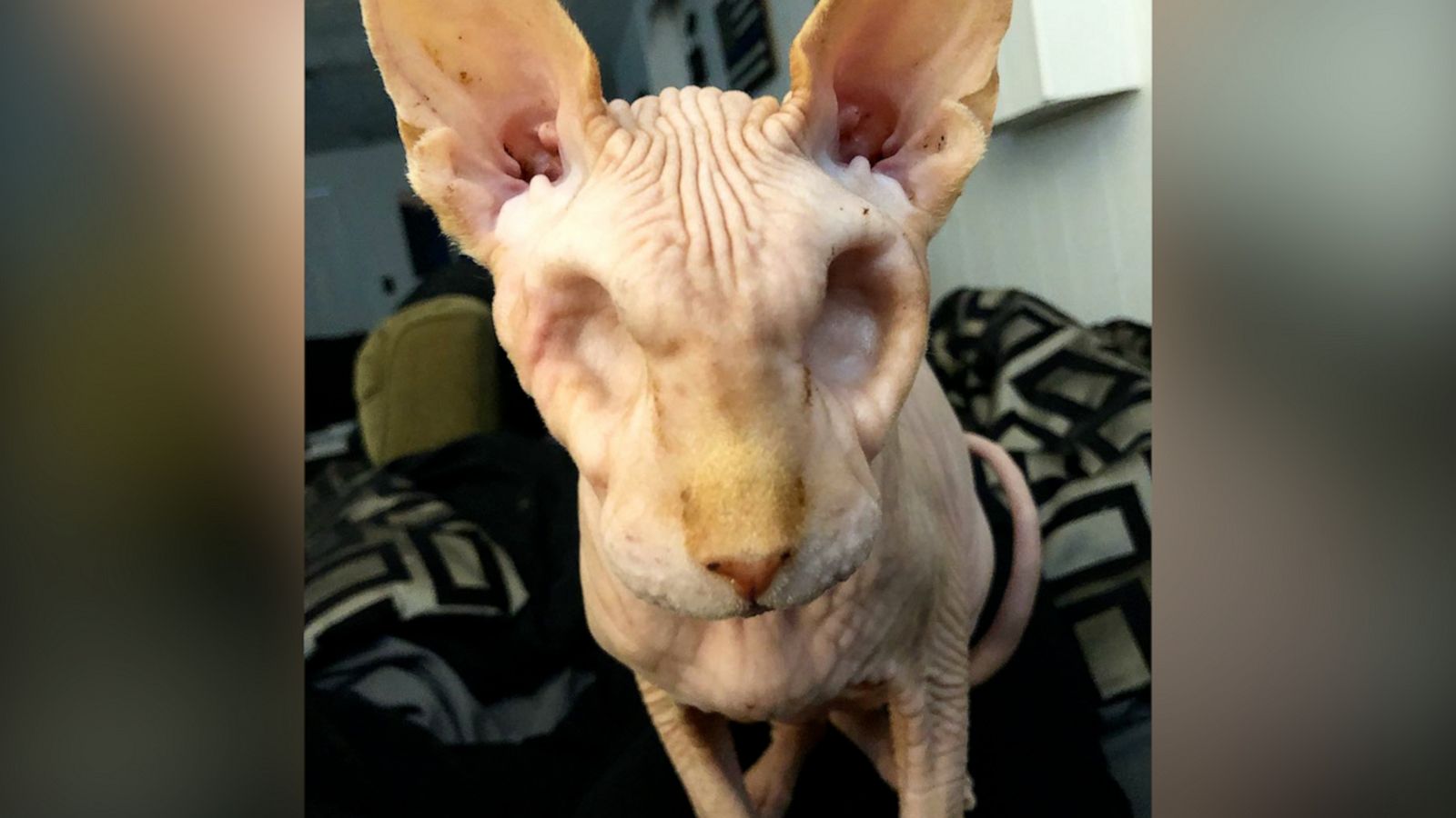 VIDEO: This eyeless, hairless cat is the cutest little skeleton