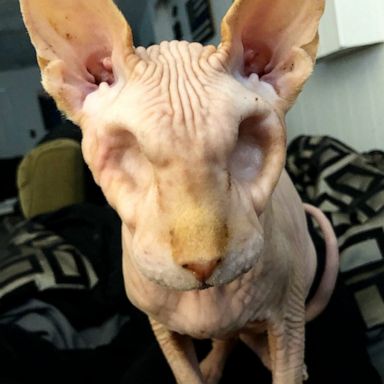 VIDEO: This eyeless, hairless cat is the cutest little skeleton