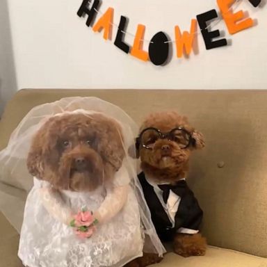 VIDEO: Adorable Instagram pups get into the Halloween spirit