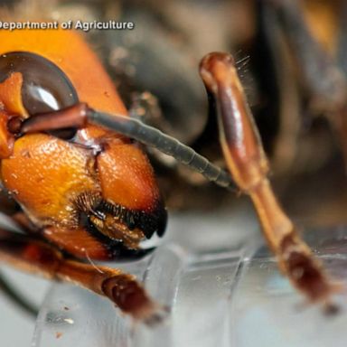 VIDEO: Experts reveal what was inside murder hornet nest