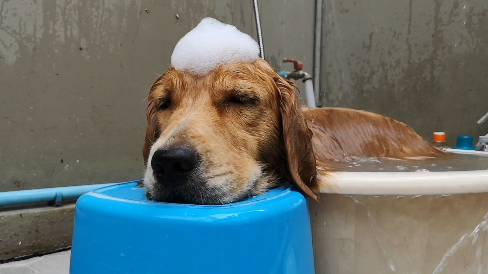 VIDEO: Golden Retriever knows the importance of self-care