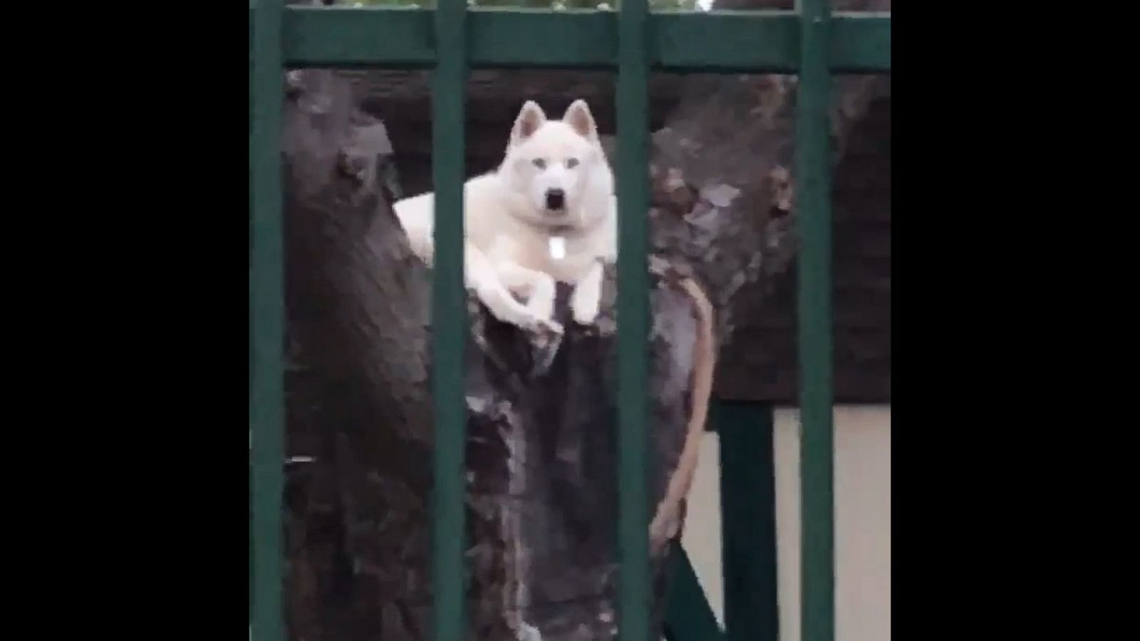 VIDEO: How this dog ended up in a tree is anyone’s guess