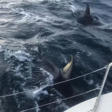 VIDEO: Skipper speaks out after encounter with aggressive pod of Orcas