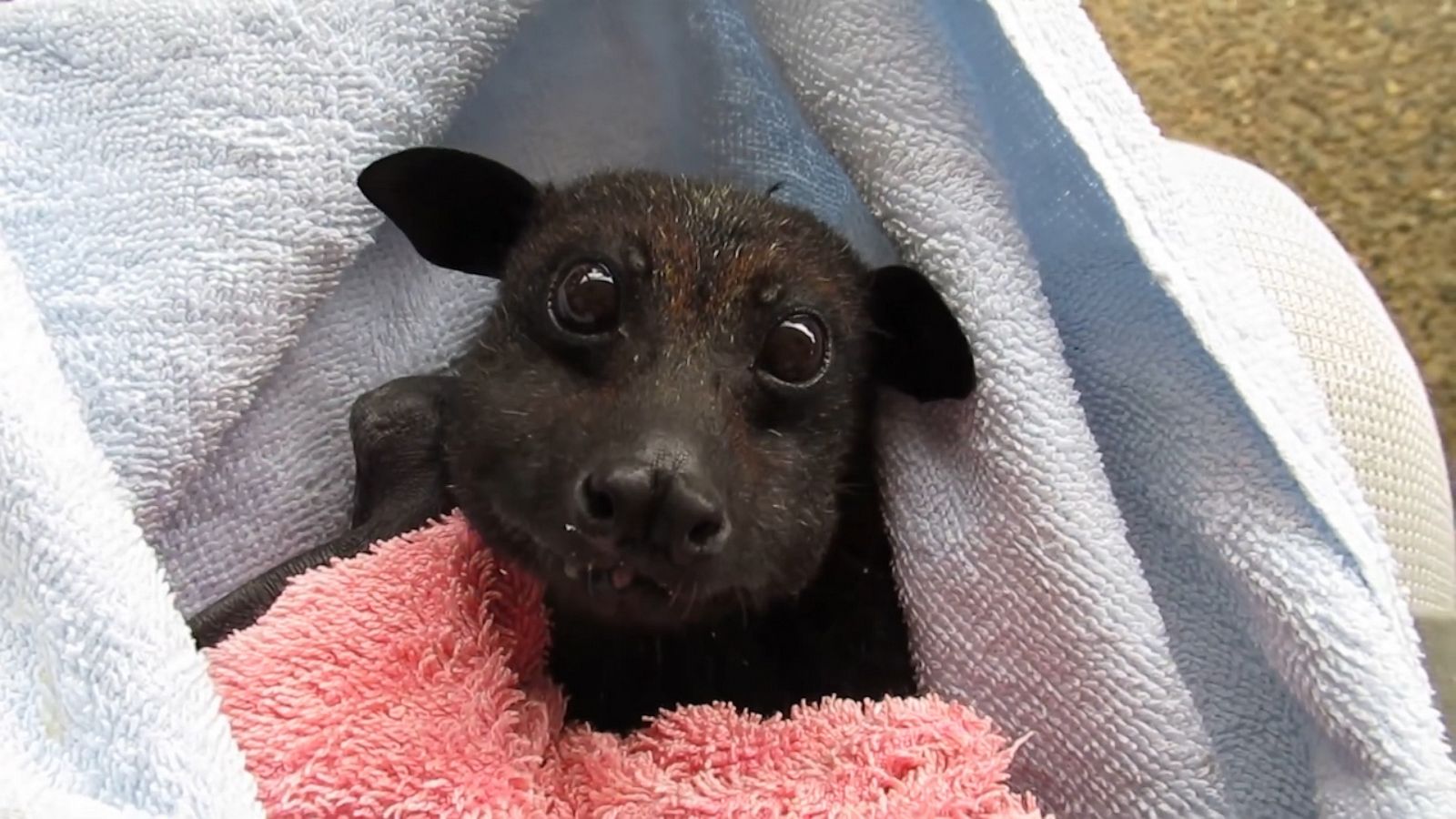 VIDEO: Rescued bat munching on bananas makes us realize that bats are actually sort of cute