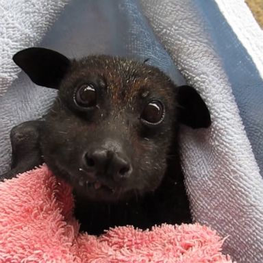 VIDEO: Rescued bat munching on bananas makes us realize that bats are actually sort of cute 