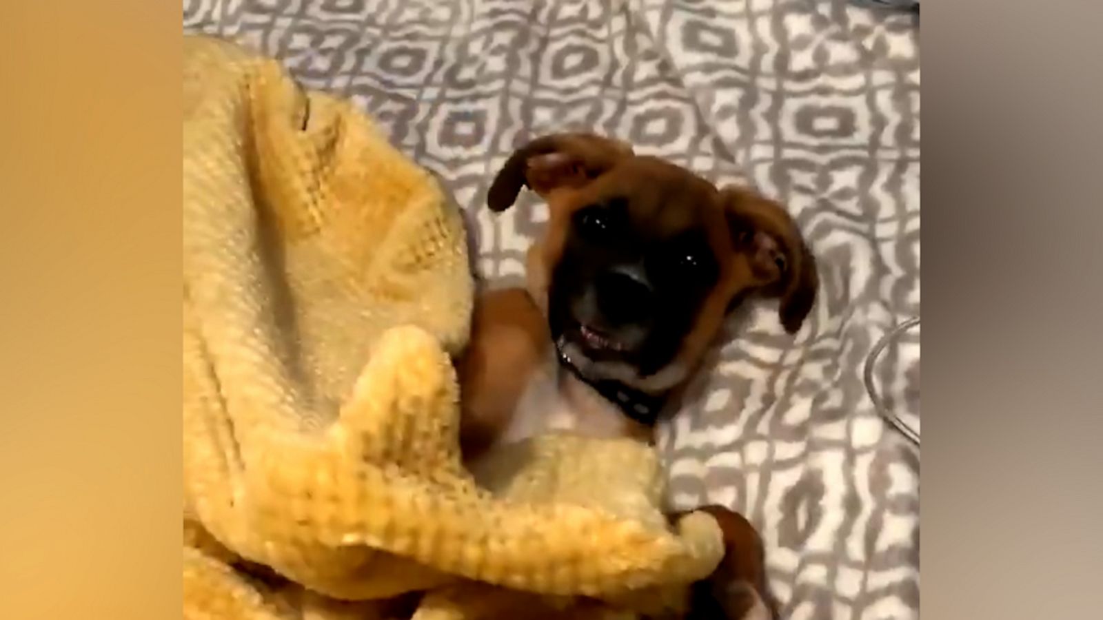 VIDEO: This puppy literally just tucked himself into bed and we can’t handle the cuteness