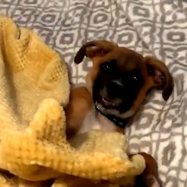 VIDEO: This puppy literally just tucked himself into bed and we can’t handle the cuteness