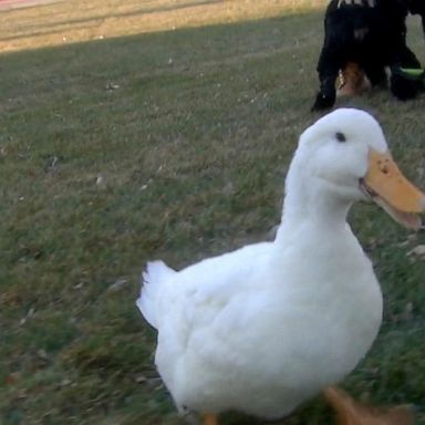 VIDEO: ‘GMA’ Pet of the Week: Meet Ben Afquack