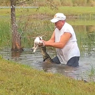 VIDEO: Man jumps into water, saves dog from alligator