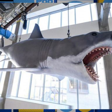 VIDEO: The Academy Museum of Motion Pictures installed shark used in 'Jaws'