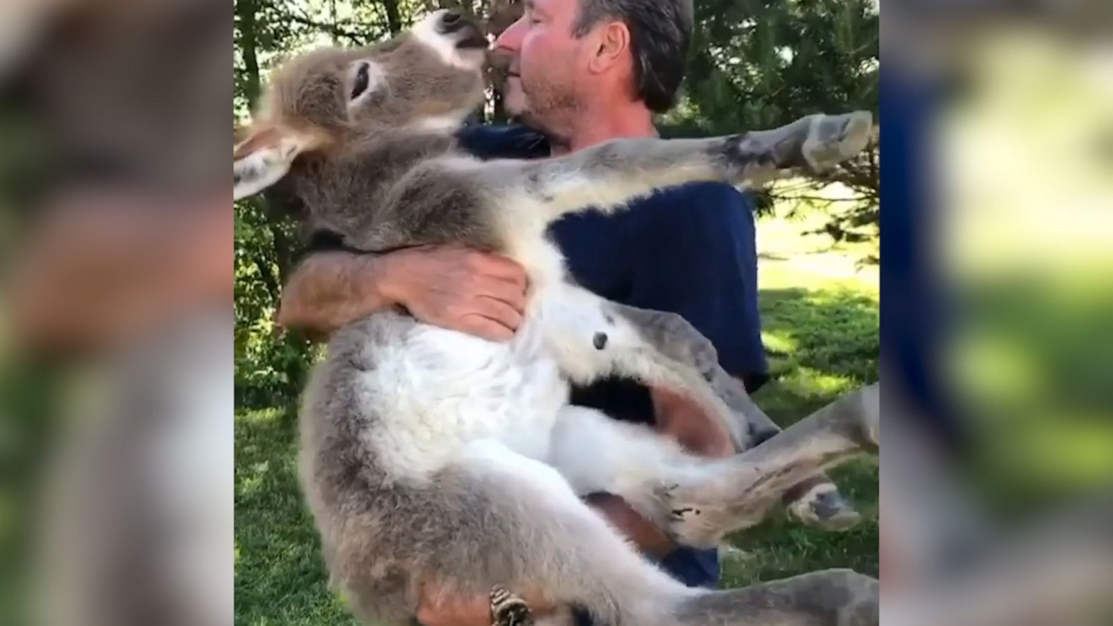 VIDEO: Man serenades donkey with special ‘Somewhere Over the Rainbow’