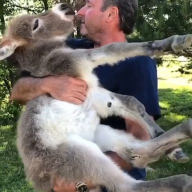 VIDEO: Man serenades donkey with special ‘Somewhere Over the Rainbow’ 