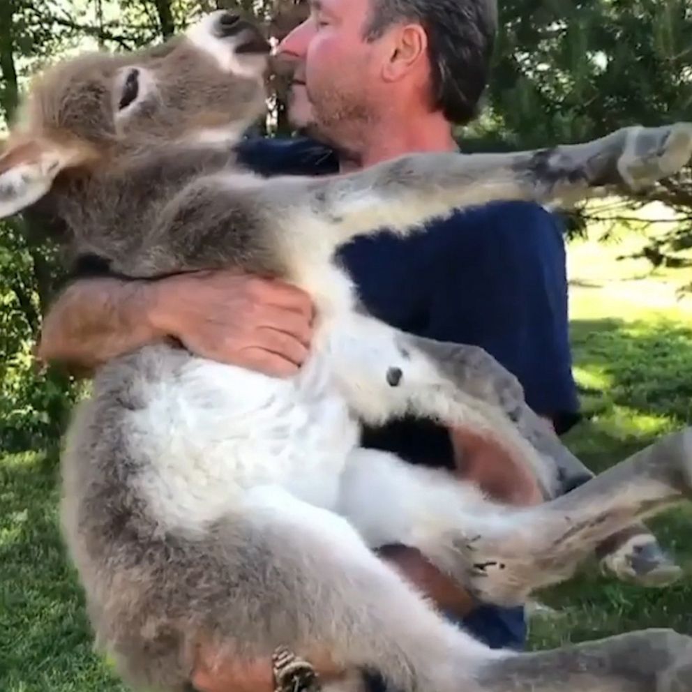 Man serenades donkey with special ‘Somewhere Over the Rainbow’