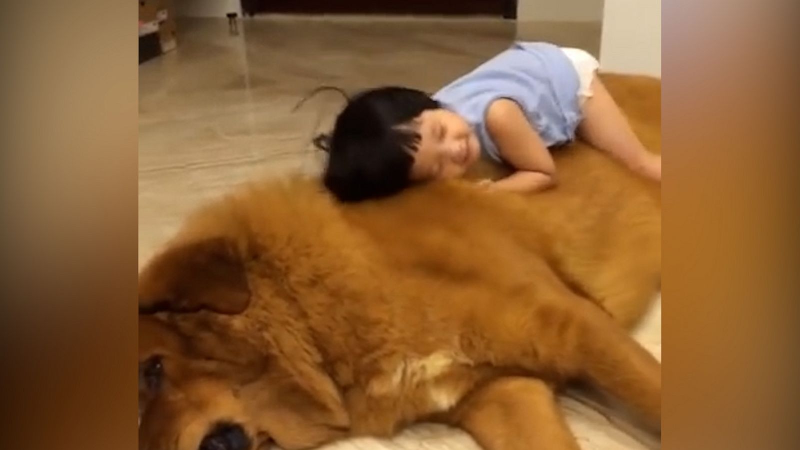 VIDEO: Toddler crawls all over huge family dog, showing yet again, we don’t deserve dogs