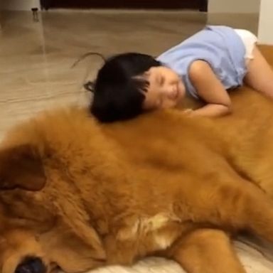 VIDEO: Toddler crawls all over huge family dog, showing yet again, we don’t deserve dogs 