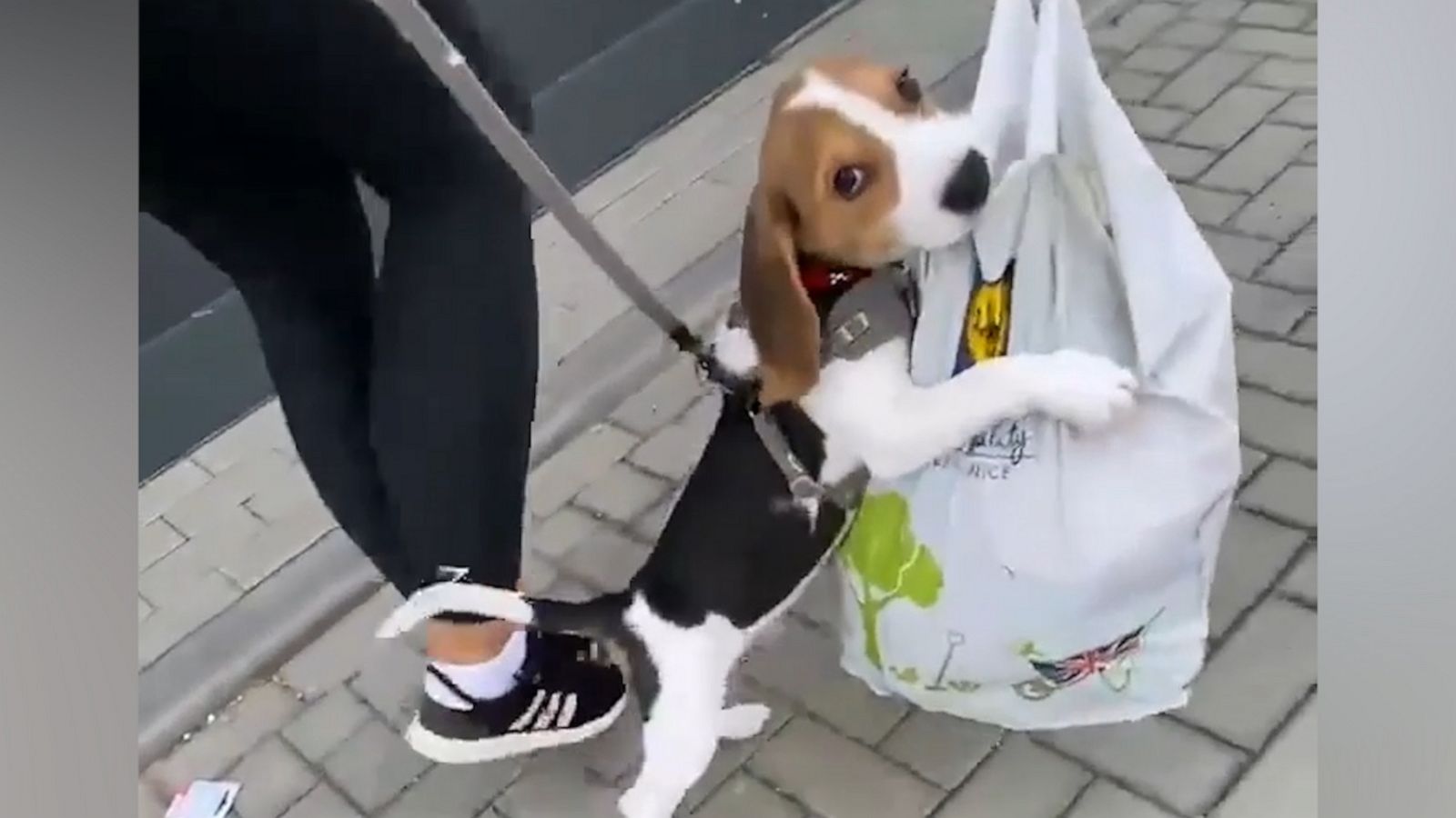 VIDEO: Beagle pup won’t let go of the bag of new treats and toys