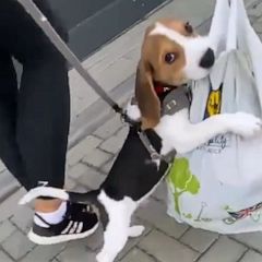 Beagle pup won’t let go of the bag of new treats and toys 