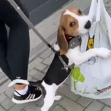 VIDEO: Beagle pup won’t let go of the bag of new treats and toys 