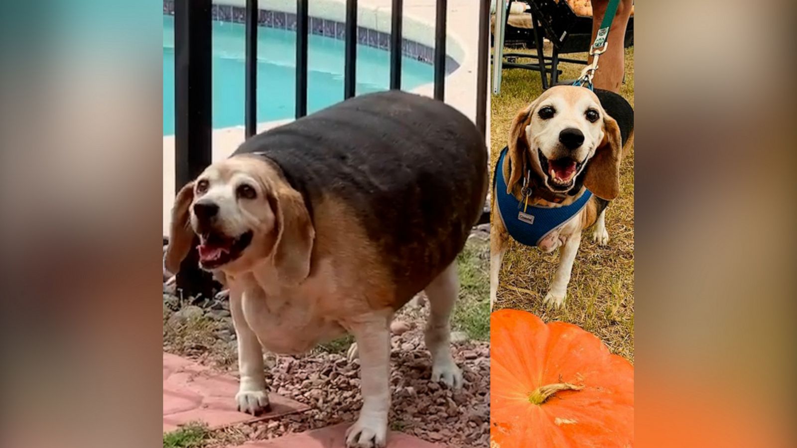 VIDEO: Enormous beagle loses over 50 pounds in a year and a half and hasn’t stopped smiling