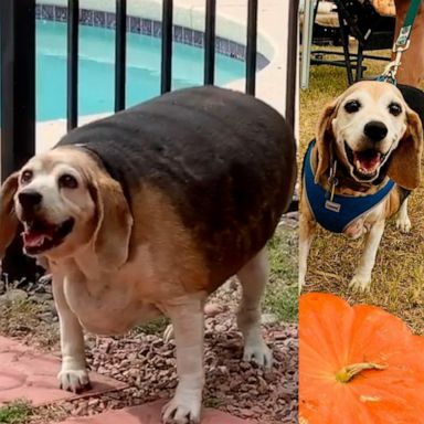 VIDEO: Enormous beagle loses over 50 pounds in a year and a half and hasn’t stopped smiling 