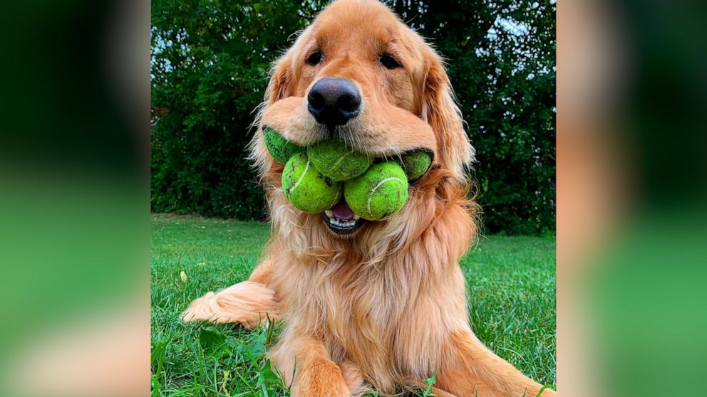 Golden retriever tennis balls in mouth hotsell