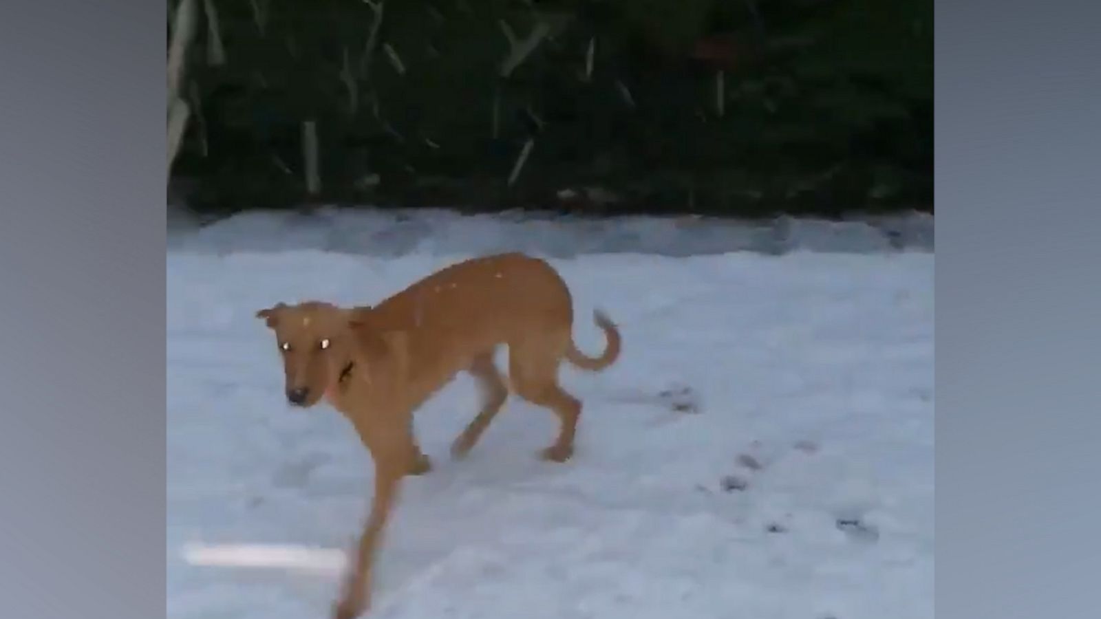 VIDEO: Essex dog experiences its first snowfall