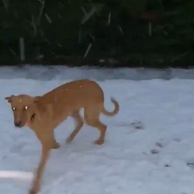 VIDEO: Essex dog experiences its first snowfall 