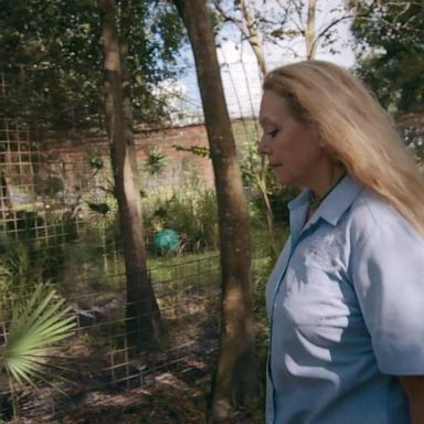 VIDEO: Tiger bites volunteer at Carole Baskin’s animal sanctuary